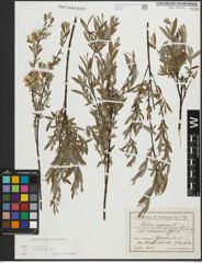 Foto von Salix repens subsp. incubacea (L.) A. Neumann
